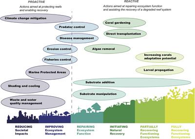 Perspectives on the Use of Coral Reef Restoration as a Strategy to Support and Improve Reef Ecosystem Services